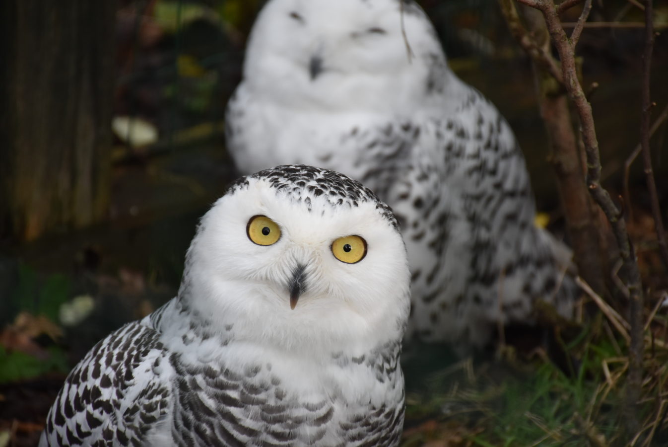 Peugeot-Rifter-Hluboka-381