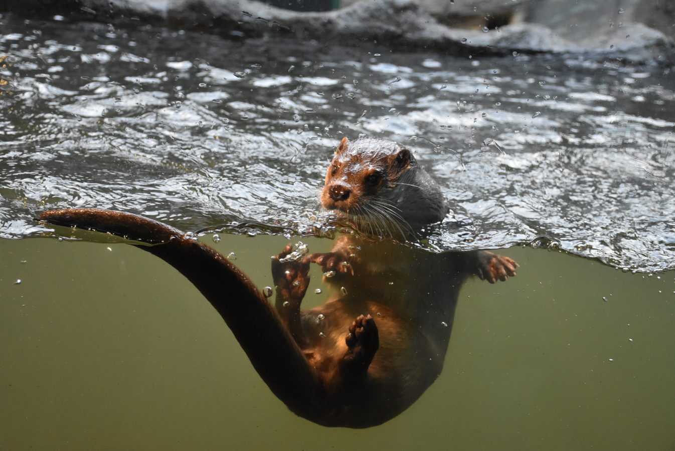 Peugeot-Rifter-Hluboka-434