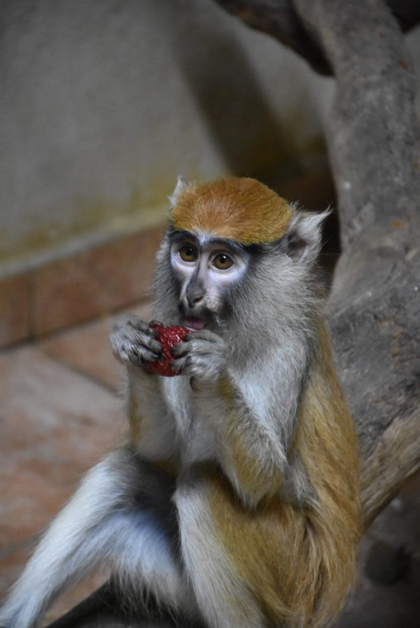 Peugeot-Rifter-Hluboka-467