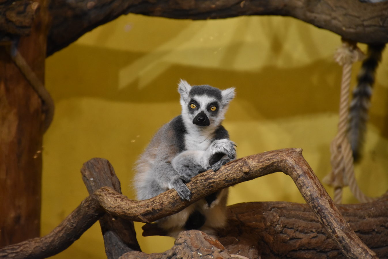 Peugeot-Rifter-Hluboka-537