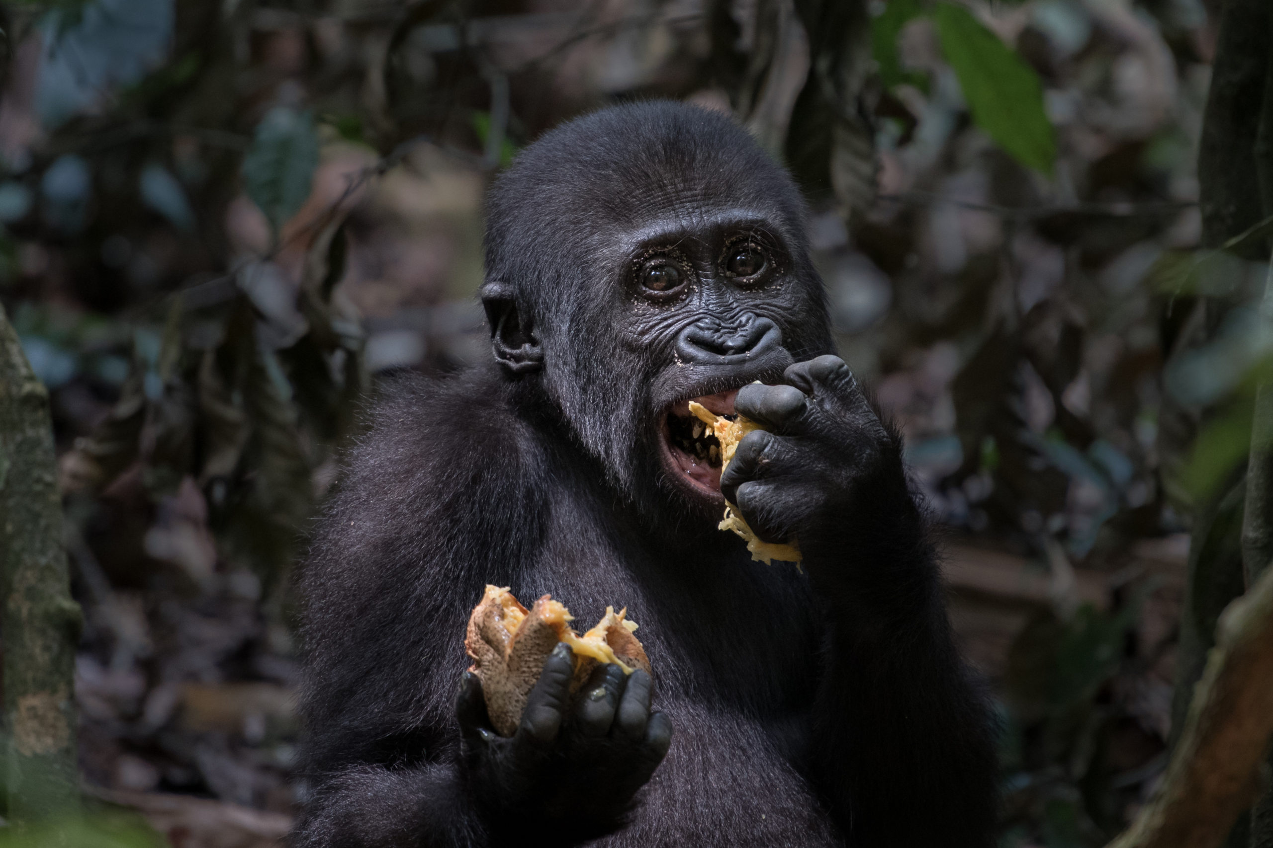 Jídelníček gorily nížinné se výrazně liší podle panující sezony. V období dešťů konzumuje více ovoce. Autor: Vít Lukáš